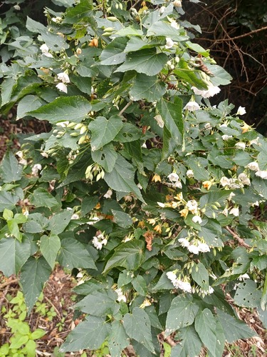 Dombeya tiliacea, photograph 5