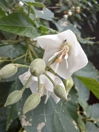 Dombeya tiliacea, photograph 6