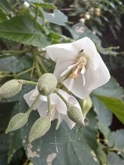 Dombeya tiliacea, photograph (c) Margaret Burger, some rights reserved (CC BY-SA)