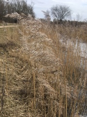 Phragmites australis