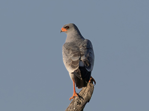Pale Chanting-Goshawk