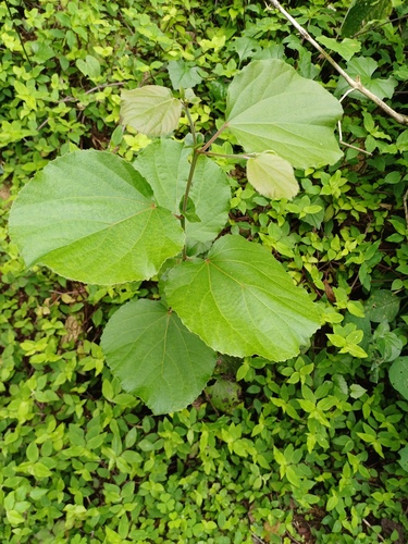 Trimeria grandifolia, photograph 4