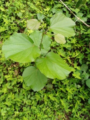 Trimeria grandifolia, photograph (c) Margaret Burger, some rights reserved (CC BY-SA)