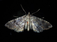 Oligostigmoides
