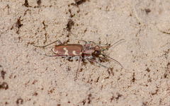 Cicindela hybrida