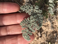 Lomatium mohavense