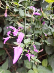 (c) Margaret Burger, some rights reserved (CC BY-SA) Dicliptera cernua, photograph (c) Margaret Burger, some rights reserved (CC BY-SA)