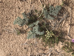 Lomatium mohavense