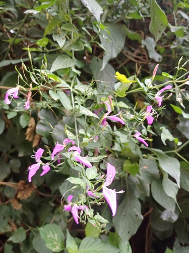 Dicliptera cernua, photograph 4
