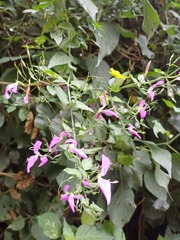 (c) Margaret Burger, some rights reserved (CC BY-SA) Dicliptera cernua, photograph (c) Margaret Burger, some rights reserved (CC BY-SA)