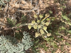 Lomatium mohavense