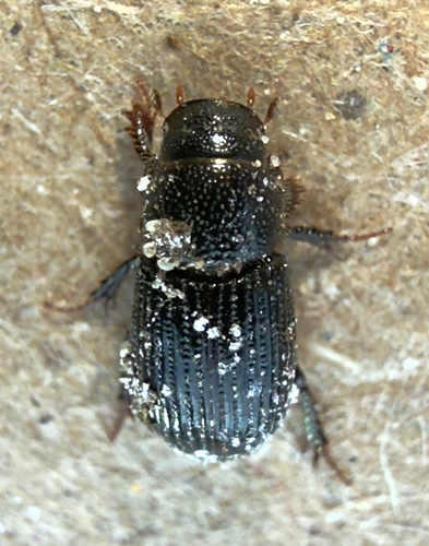Psammoporus sabuleti