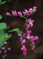 Antigonon