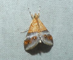 Tetracona amathealis