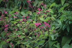 Antigonon