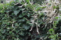 Anredera cordifolia