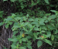 Lantana camara