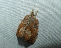 Crocidolomia suffusalis