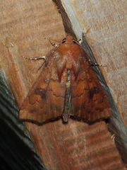 Anomis luridula