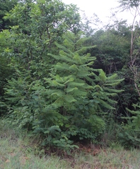 Jacaranda mimosifolia