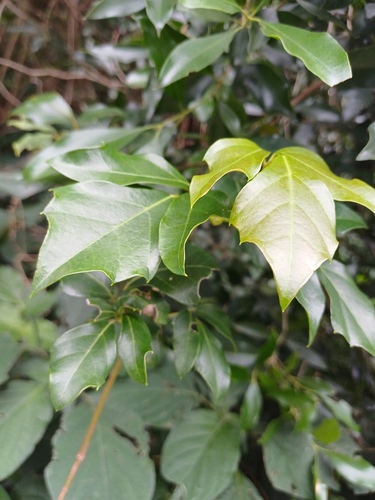 Rhoicissus rhomboidea