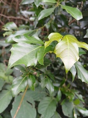 Rhoicissus rhomboidea