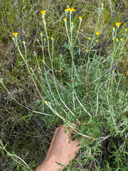 Eriophyllum jepsonii