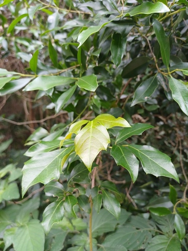Rhoicissus rhomboidea, photograph 2