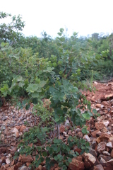 Dombeya rotundifolia