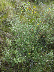 Eriophyllum jepsonii