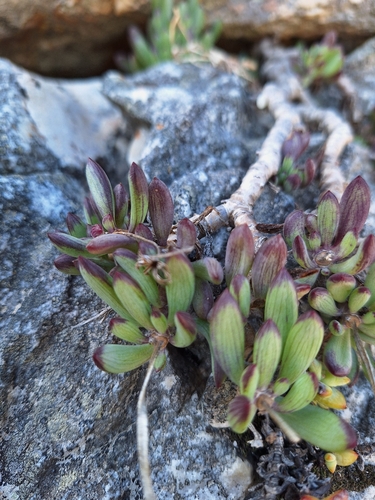 Curio crassulifolius, photograph 4