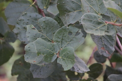 Dombeya rotundifolia