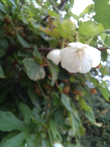 Dombeya tiliacea