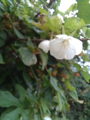 Dombeya tiliacea