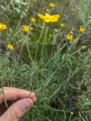 Eriophyllum jepsonii