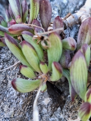 Curio crassulifolius, photograph (c) Adele SL, some rights reserved (CC BY)