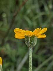 Eriophyllum jepsonii