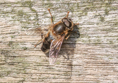 Eristalis pertinax