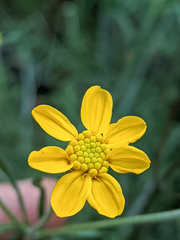 Eriophyllum jepsonii