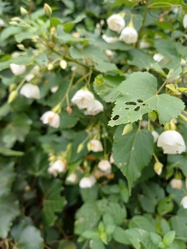 Dombeya tiliacea, photograph 2