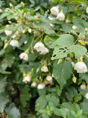 Dombeya tiliacea, photograph (c) Margaret Burger, some rights reserved (CC BY-SA)