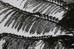 Jacaranda mimosifolia