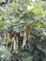 Calpurnia aurea