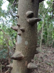 Zanthoxylum davyi, photograph (c) Margaret Burger, some rights reserved (CC BY-SA)