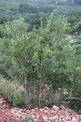 Combretum zeyheri