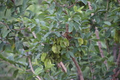 Combretum zeyheri