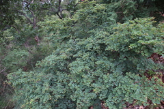 Bauhinia galpinii