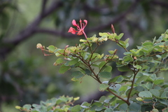 Bauhinia galpinii