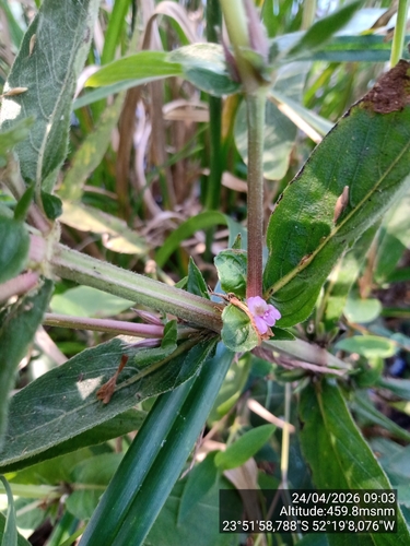 Hygrophila costata, photograph 2