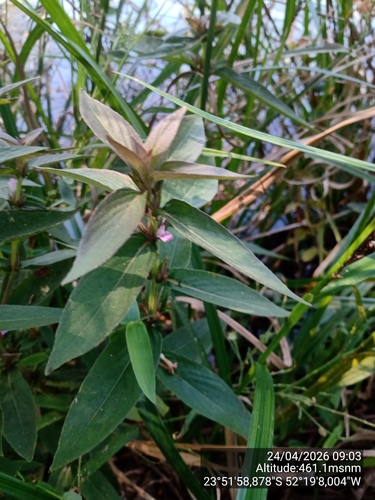 Hygrophila costata, photograph 3